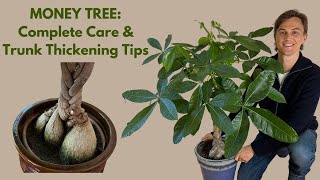 Money Tree How to Grow Trunk Thickening Techniques amp Braiding Tips Pachira aquatica P glabra [upl. by Notnroht]