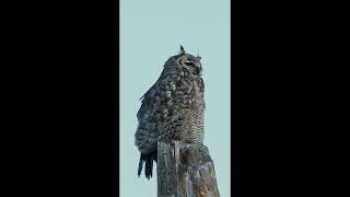 Great Horned Owls Noisy Neighbor shorts greathornedowl birdsofprey raptor birds birdwatching [upl. by Zsuedat]