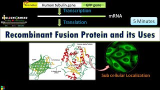 Recombinant Fusion Protein and its uses [upl. by Eilojne]