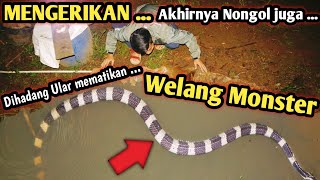 PENANGKAPAN ULAR WELANG DAN WELING MONSTER MOMEN LANGKA SEKALIGUS DAPAT 2 ULAR MEMATIKAN [upl. by Esemaj86]