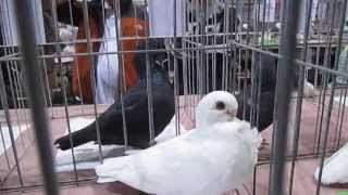 African owls pigeons [upl. by Nowyt461]