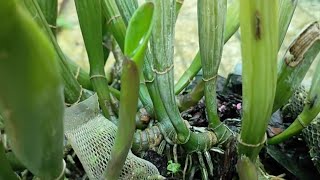 Cách trồng lan cattleya đơn giản nhất The simplest way to grow cattleya orchids [upl. by Llesig]