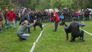 CHAMPION CUP 2019 SPECIAL DOBERMANN SHOW 22 [upl. by Persis663]