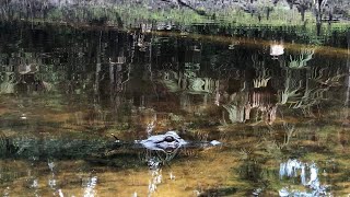 Fishing with the alligators Green Swamp east [upl. by Lejna]