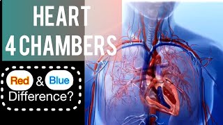 Heart Anatomy Four Chambers Heart Physiology Pulmonary veins Aorta Pulmonary Artery [upl. by Covell]