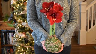 Moss Wrapped Amaryllis Bulb and Care  Northlawn Flower Farm [upl. by Submuloc]