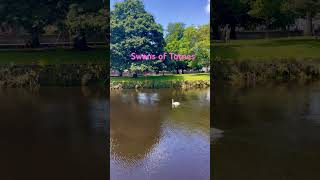 Swans on the River Dadt Totnes Devon devon totnes swans [upl. by Etak]