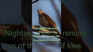 Nightingale Song 🌿 Spring Singing Nightingale [upl. by Ilyse107]