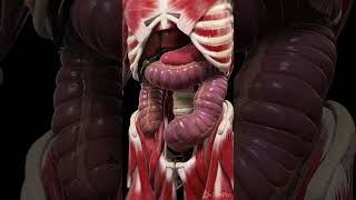 Toxic Megacolon anatomy meded animation [upl. by Zeb711]