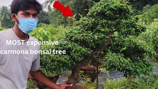 most expensive carmona bonsai tree [upl. by Aerda]