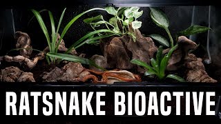 Building a BIOACTIVE Asian Rat Snake Vivarium [upl. by Beilul]