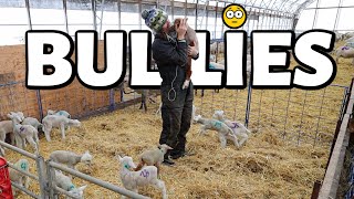 Weve got some WOOLY BULLIES dealing with bullies of both the four amp two legged kind Vlog 746 [upl. by Notneb]