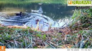 Bunzing vangt verschillende konijnen in natuurreservaat Lokerse Moervaartmeersen [upl. by Eynobe]