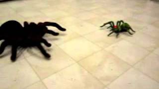 Animal Planet RC Tarantula [upl. by Ayouqes629]