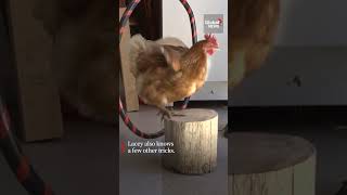 Worlds smartest chicken sets record 🐔 GuinnessWorldRecord [upl. by Vittoria]