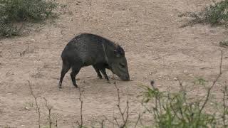 Bow hunting impact shots Javelina and hog kills [upl. by Diandre673]