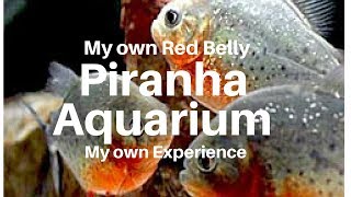 A Review on my Piranha AquariumTamil [upl. by Yelsel420]