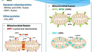 Drp1 단백질에 의한 미토콘드리아의 구조 및 기능 통합조절 [upl. by Anuayek155]