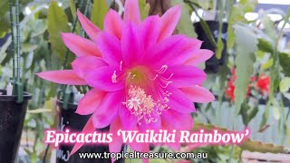 Epicactus ‘Waikiki Rainbow’ [upl. by Yednil302]