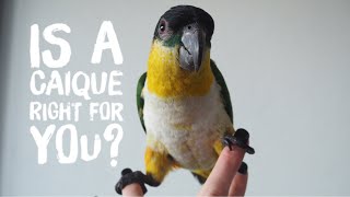 Is a Caique Parrot Right for you Review [upl. by Irtemed]