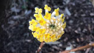 Edgeworthia Chrysantha  Grandiflora [upl. by Sutit]