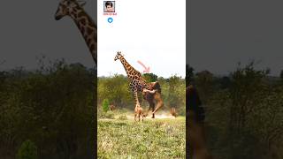 Lions fighting giraffesanimal fighting power competition animal world wonderful moments animal [upl. by Miah814]