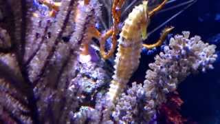 Zias ICONIC SEAHORSE AQUARIUM [upl. by Wit]