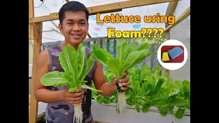 Germinating Lettuce in tissue and transferring into the foam [upl. by Castera]