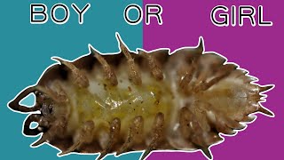 How to sex terrestrial isopods [upl. by Husain]