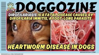 Heartworm Disease in Dogs  Doggozila Magazine [upl. by Metah]