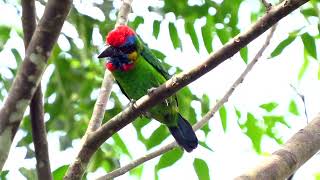 Red crowned Barbets call [upl. by Gnuhn481]