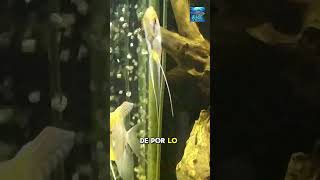 Los Peces Escalares o pez Angel [upl. by Siraved]