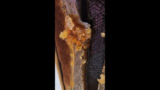 Collecting Honey From A New Hive [upl. by Emmeline35]