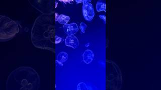 Jellyfish  Amazing Water Animals wateranimals oceanlife ocean shorts [upl. by Arahsat]