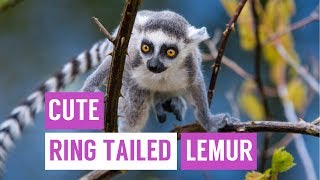 Cute Baby Ring Tailed Lemur Compilation [upl. by Amarillas235]