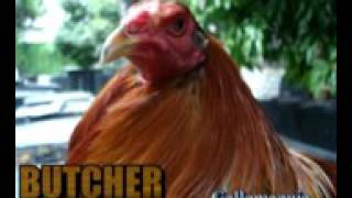 Historia de los gallos butcher [upl. by Minoru]