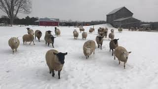 Suffolk Sheep and North Country Cheviot sheep run to me in the winter pasture [upl. by Madelyn988]