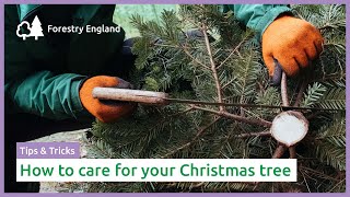 Expert tips for how to look after your Christmas tree [upl. by Evangeline]