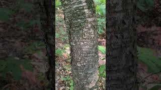 Fire cherry or Prunus pensylvanica has large vertical lenticels on the bark dendrology [upl. by Greyson]