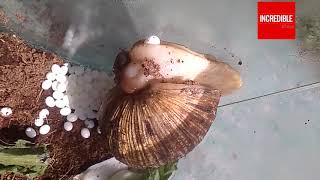 Snails Laying Eggs  Hatching Process of Beautiful Snails  Timelapse amp Closeup [upl. by Ahsekar765]