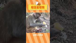 猴子：嘔～這手不能要了 神奇動物在抖音 動物的迷惑行為 猴子 榴蓮 沒想到猴哥還挺挑食 [upl. by Lindemann228]