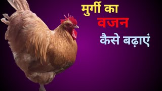 मुर्गी का वजन कैसे बढ़ाएं । murgi ka vajan kaise badhaye । murgi ka vajan badhane ka deshi tarika । [upl. by Alleinnad]