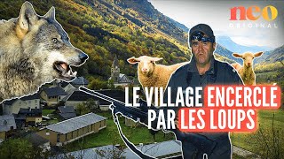 Ce village d’Isère résiste à trois meutes de loups [upl. by Gnues]