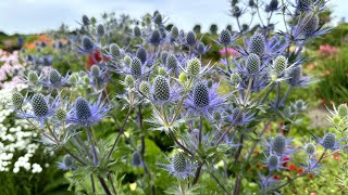 Eryngium Victory Blue sea holly  FarmerGracycouk [upl. by Anma]