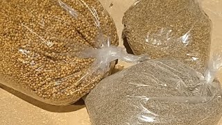 African queen winnowing plant seeds [upl. by Haneehs]