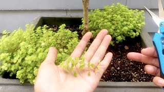 Sedum Makinoi Ogon Propagation Attempt [upl. by Loar]