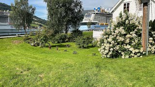 Olden Village in Norway [upl. by Greenquist341]