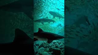 Scary Sharks😳sharks sealife monster scary dangerous viral trending foryou shorts sea [upl. by Moshe]