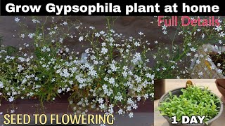 Grow Gypsophila Plant At Home😃SEED TO FLOWERINGघर पर जिप्सोफिला का पौधा उगाएं104 DAYS UPDATE🤩 [upl. by Nosnarb]