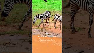 Zebras Uncovered The Truth Behind Their Stripes and Social Life [upl. by Rasla]